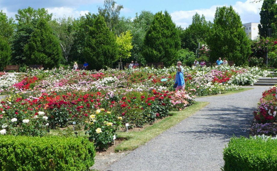 Europa-Rosarium, Sangerhausen, Germany, Germany